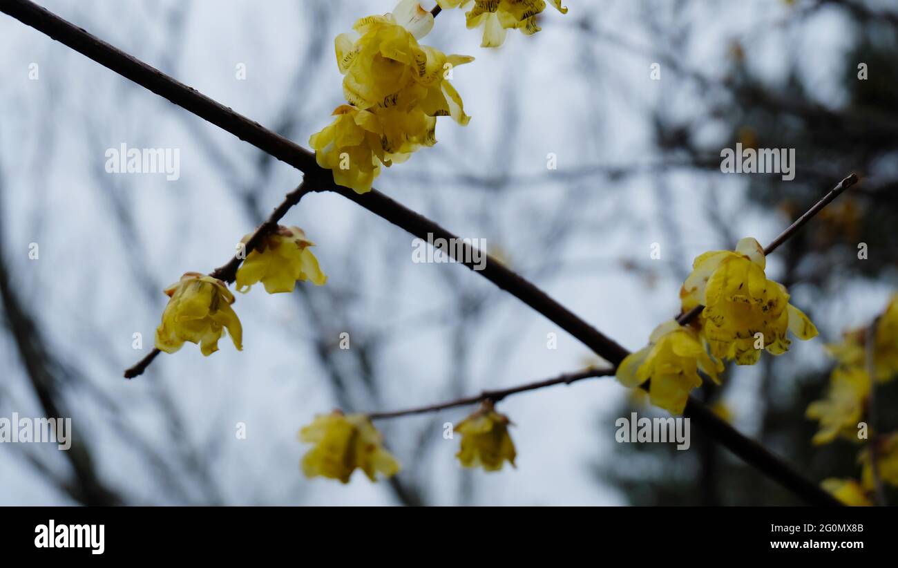 Nahaufnahme eines Zweiges mit blühenden gelben Pflaumenblüten. Stockfoto