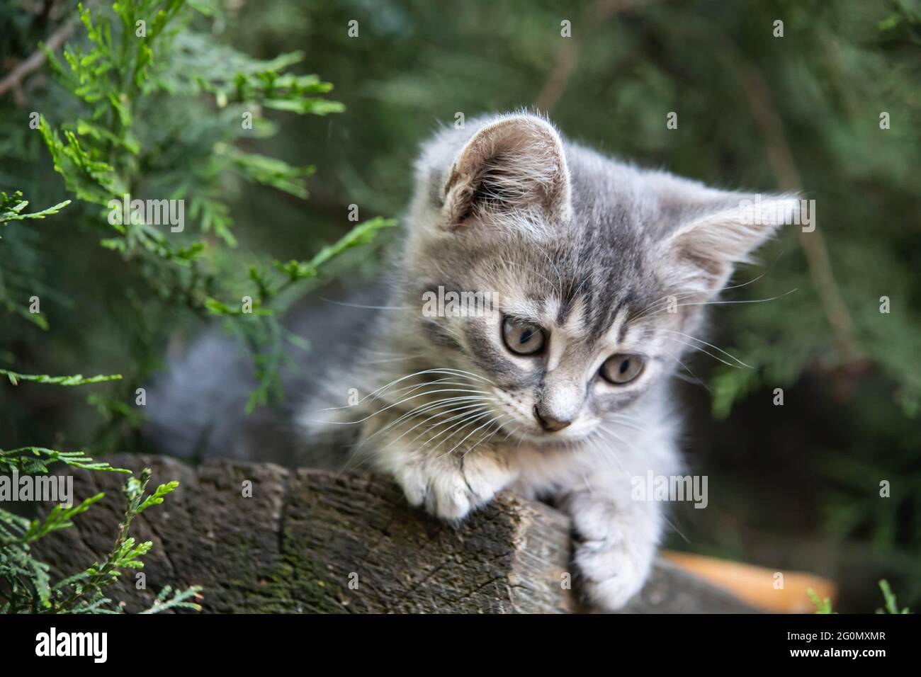 Rauchiges Kätzchen sitzt unter einer Fichte Stockfoto