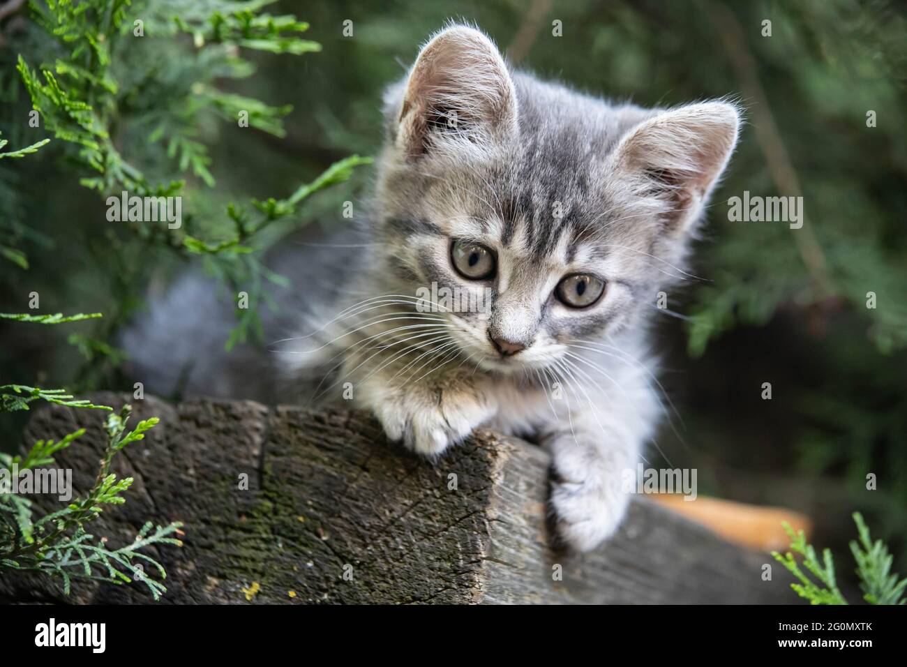 Rauchiges Kätzchen sitzt unter einer Fichte Stockfoto