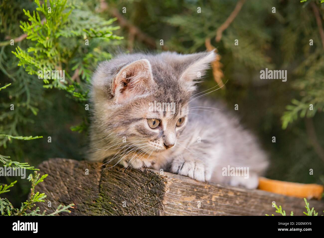 Rauchiges Kätzchen sitzt unter einer Fichte Stockfoto