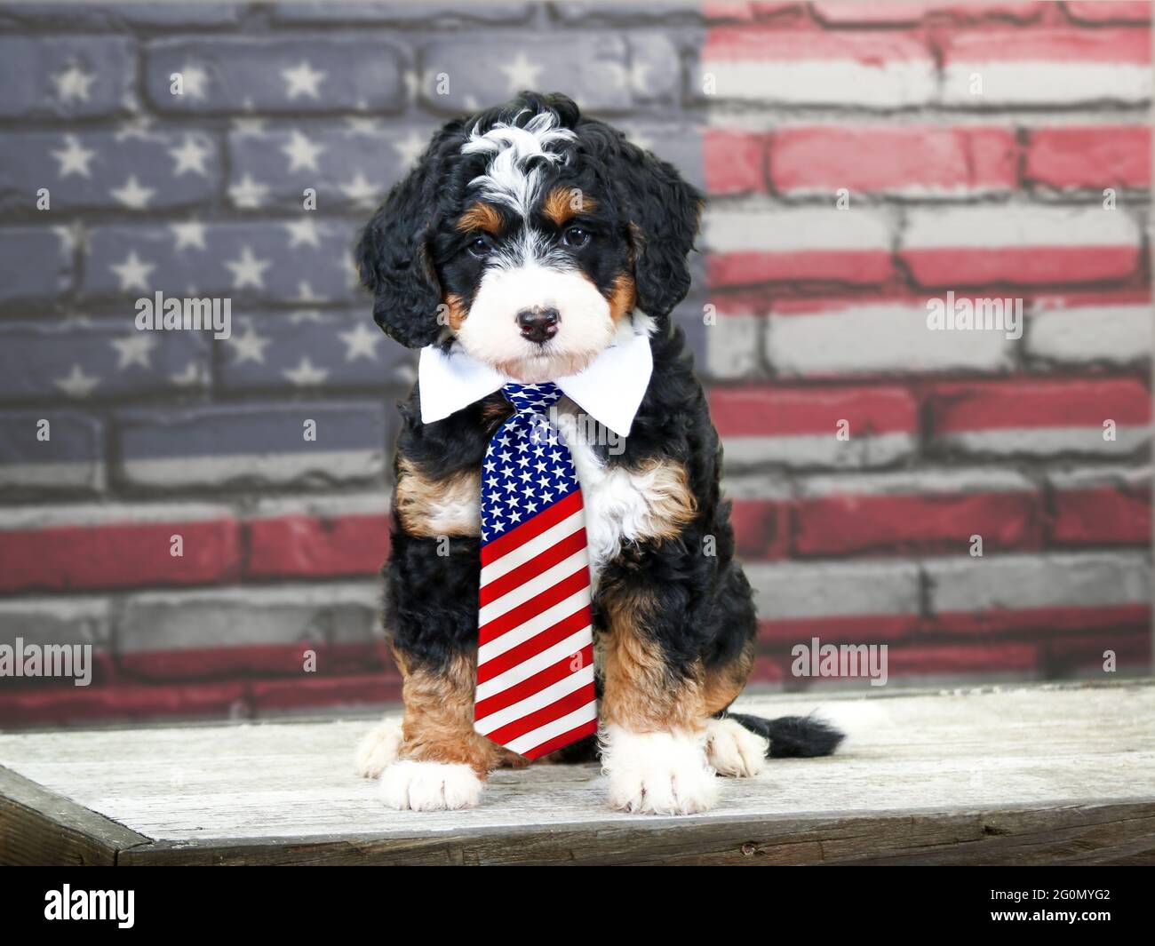 Dreifarbiger Mini-Bernedoodle-Welpe mit American Flag-Krawatte vor der American Flag Backsteinmauer Stockfoto