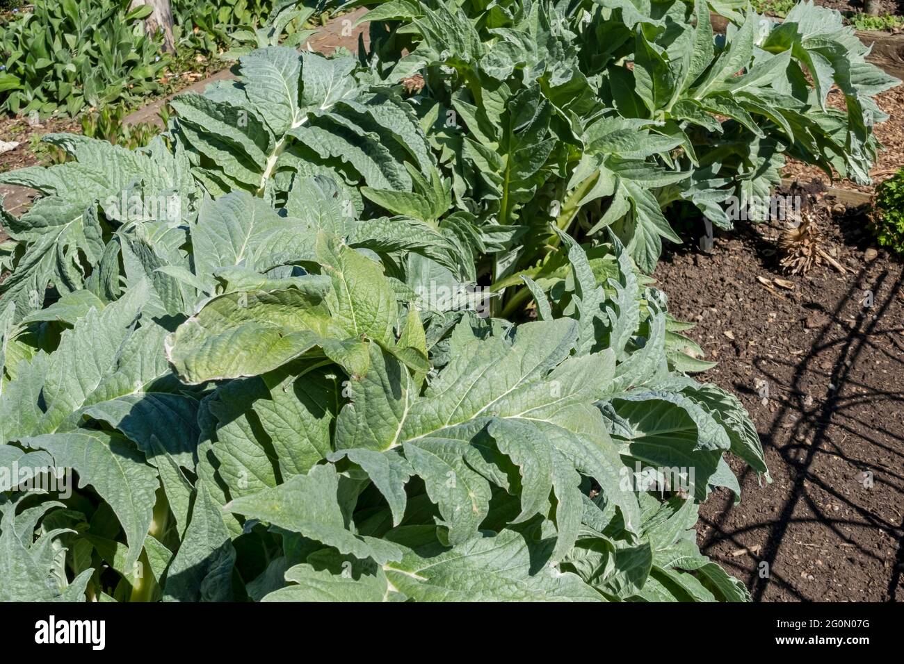 Nahaufnahme von Cardoons Artischocke Gemüsepflanzen Pflanzen Gemüse wächst im Garten im Frühjahr England Vereinigtes Königreich GB Großbritannien Stockfoto