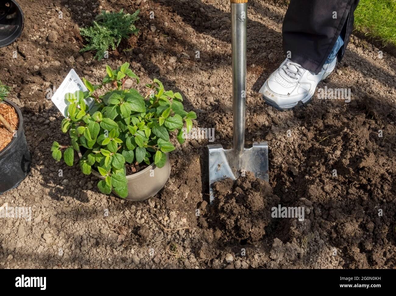 Graben mit spaten Fotos und Bildmaterial in hoher Auflösung Alamy