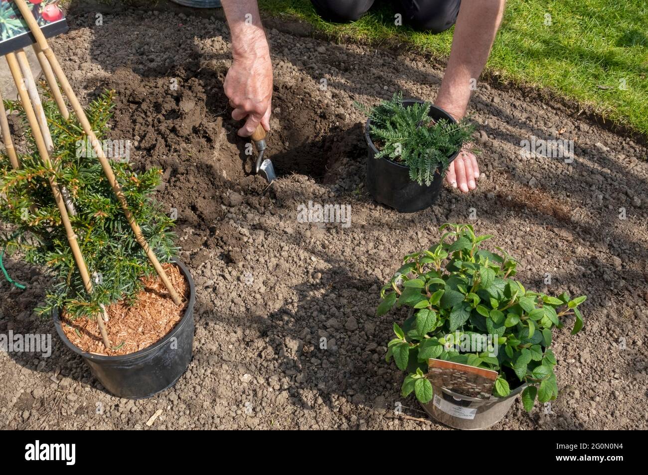 Gärtner grabt Bodenpflanzen an einer Gartenblumengrenze mit saisonalen Pflanzen und Sträuchern achillea im Frühjahr England Großbritannien Stockfoto