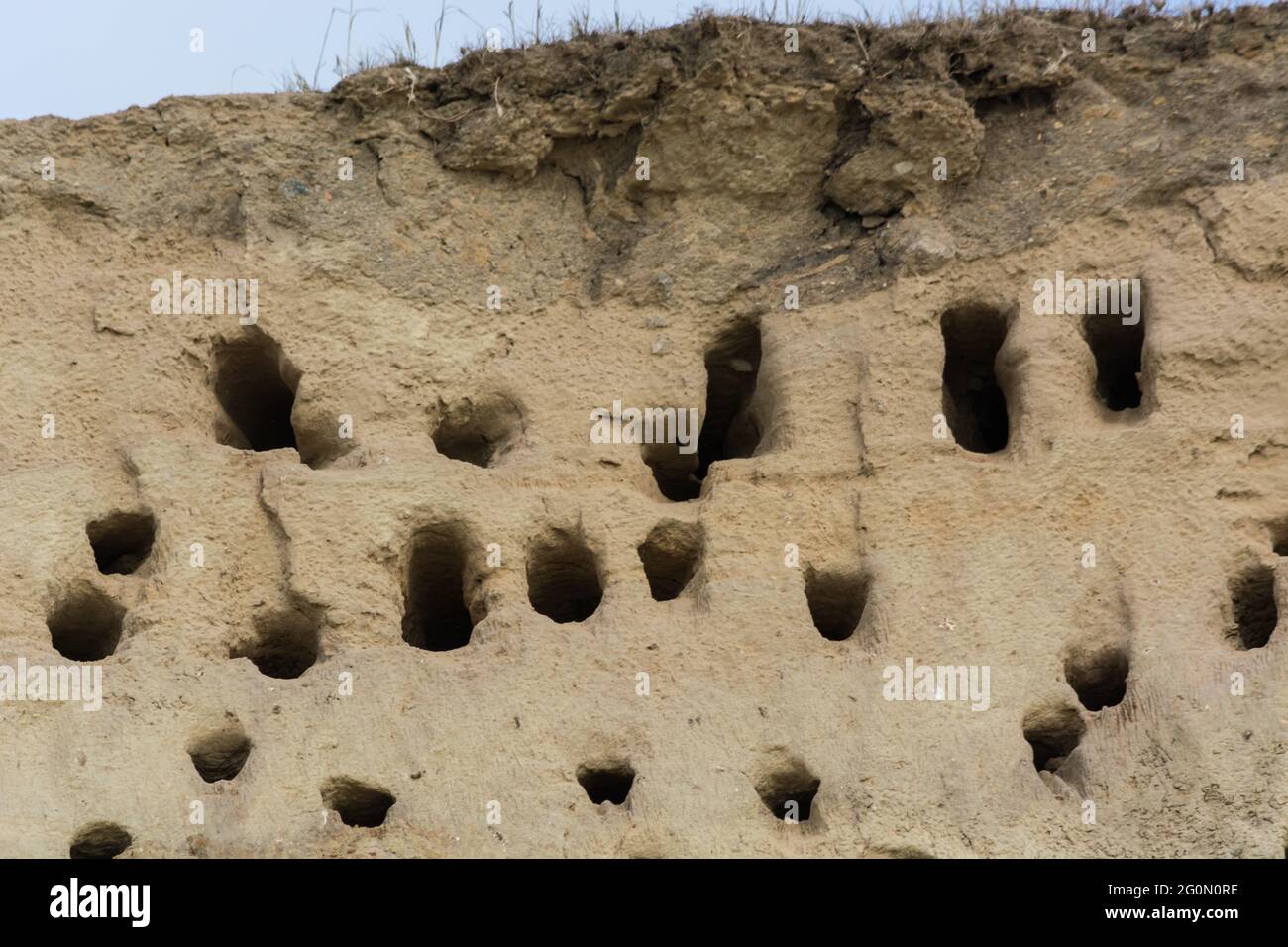 Schwalben auf den Klippen der Stadt Ahrenshoop auf der Ostseeinhalbinsel Darss in Deutschland im Sommer. Stockfoto