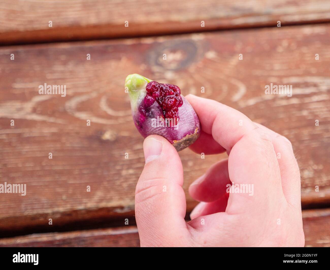Hand halten rote Ride opuntia Frucht oder stachelige Birne essbare Kaktusfrucht mit Samen ausgepresst auf hölzernen Hintergrund oudoors am mittelmeer. Stockfoto