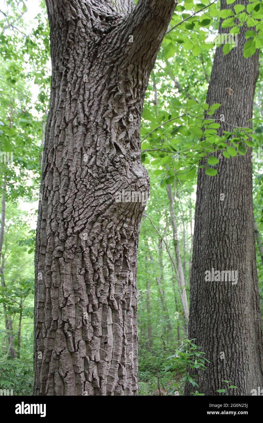 Ein großer Bump auf einem Baumstamm Stockfoto