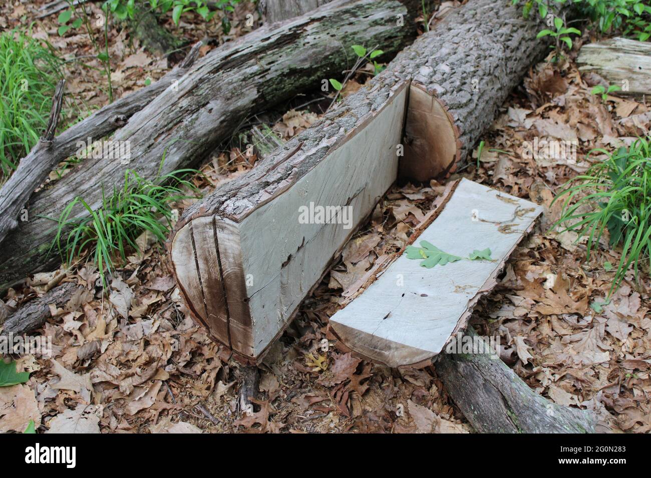 Ein Kettensägengefräster Sassafras Log Stockfoto