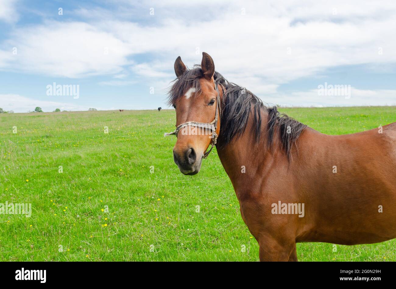 Pferd auf einem grünen Feld in der Landschaft Stockfoto