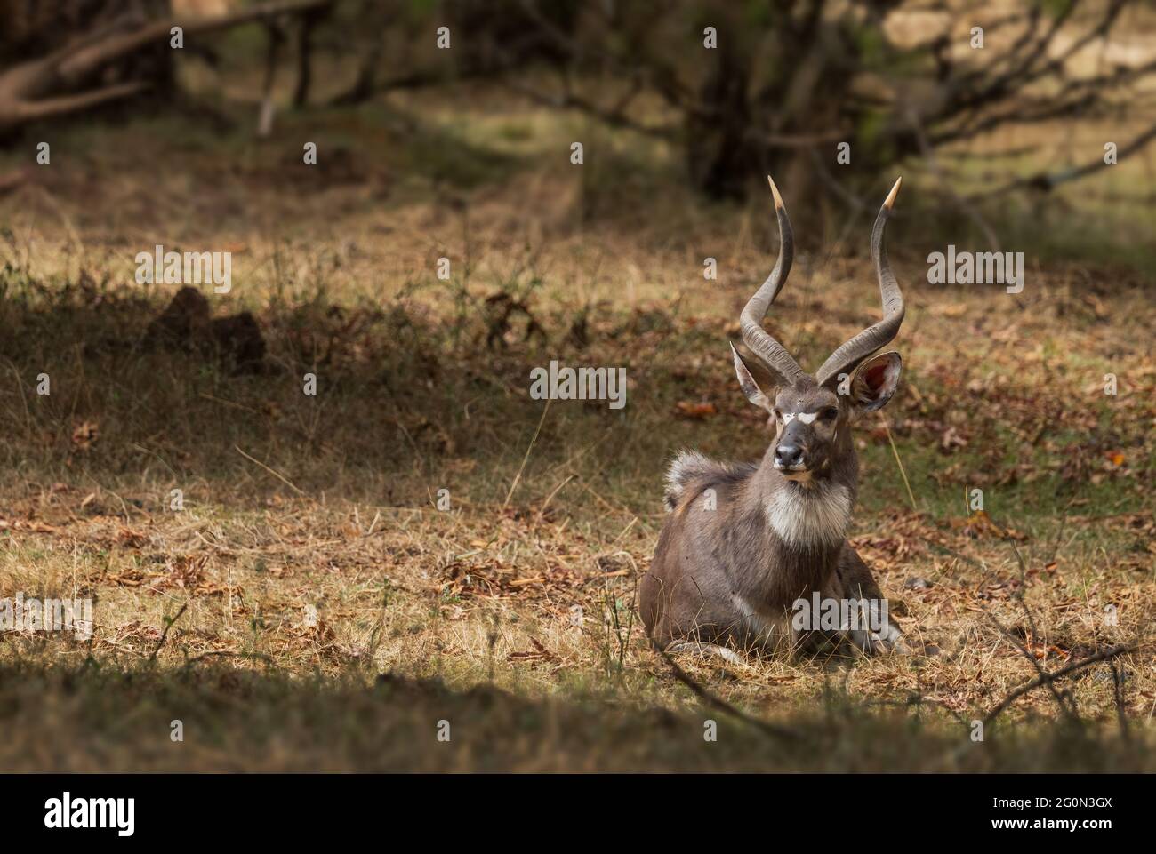 Mountain Nyala - Tragelaphus buxtoni, schöne große Antilope endemisch in Bale Berge, Äthiopien. Stockfoto