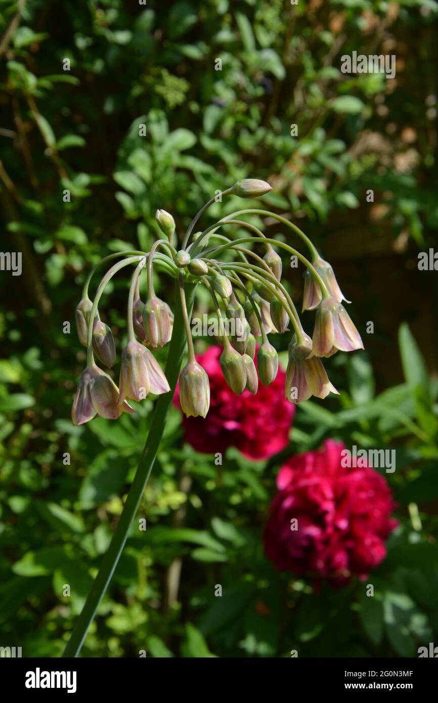 The English Garden, Großbritannien, ein rein schöner und friedlicher Blumenraum Stockfoto
