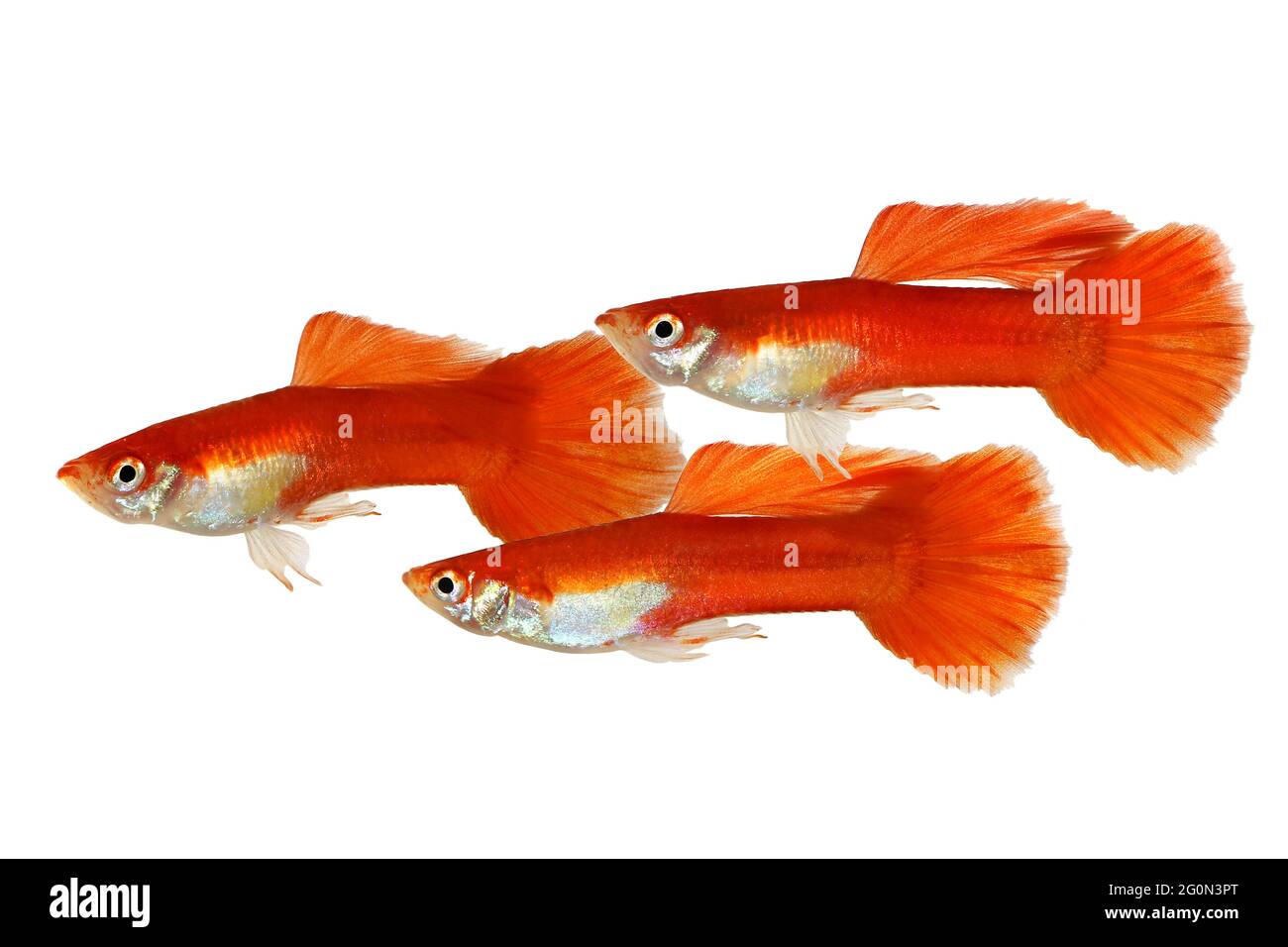 Guppy Poecilia reticulata farbenfrohe Regenbogen-tropische Aquarienfische Stockfoto