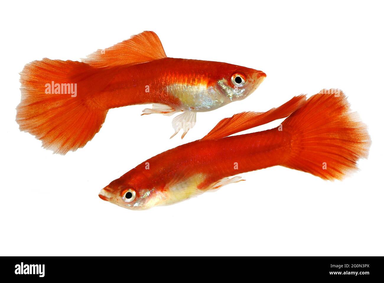 Guppy Poecilia reticulata farbenfrohe Regenbogen-tropische Aquarienfische Stockfoto