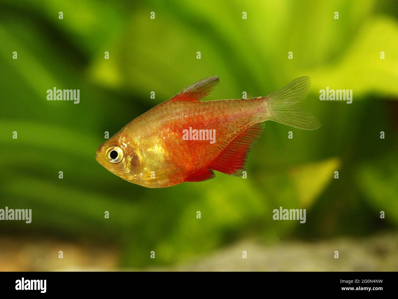 Schwarm von Orange Red Flame Tetra Hyphessobrycon flammeus Rio tetra tropischer Aquarienfische Stockfoto