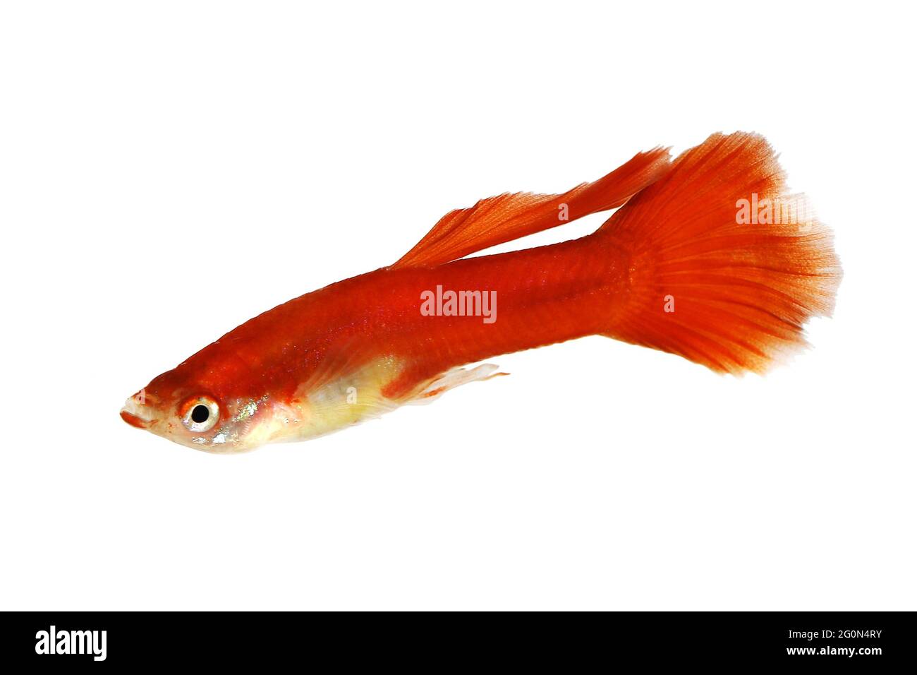 Guppy Poecilia reticulata farbenfrohe Regenbogen-tropische Aquarienfische Stockfoto