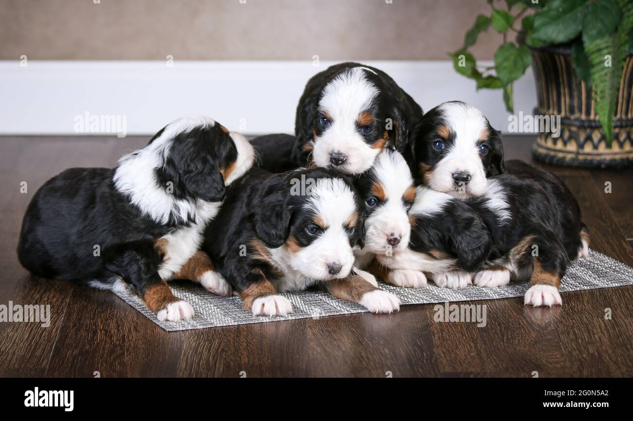 Mini Bernedoodle Stockfotos und bilder Kaufen Alamy
