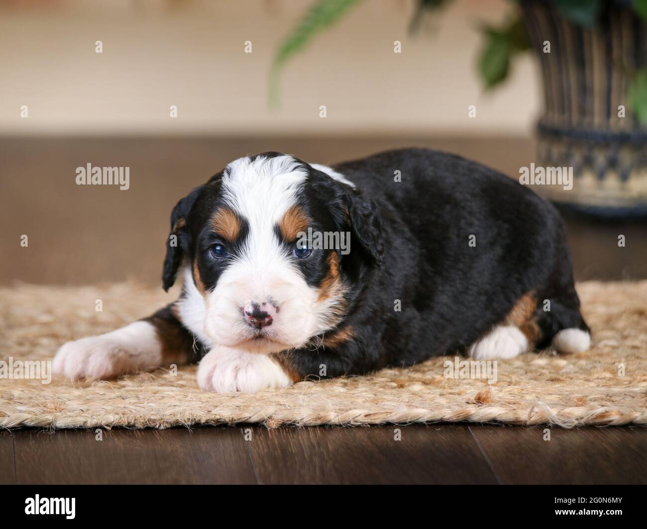 3 Wochen alter F1 Mini Bernedoodle Welpe liegt vor der Kamera Stockfoto