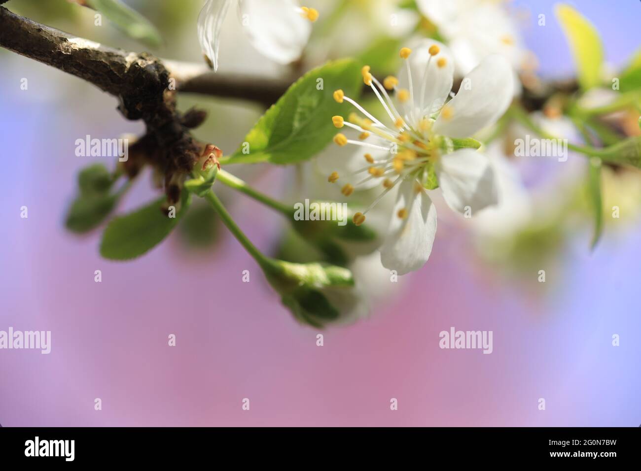 Wunderschöne rosa Pfirsichblüten in einem Garten Stockfoto