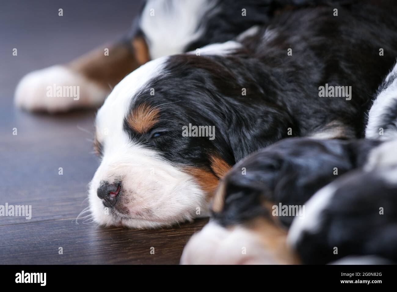 3 wochen alt Fotos und Bildmaterial in hoher Auflösung Alamy