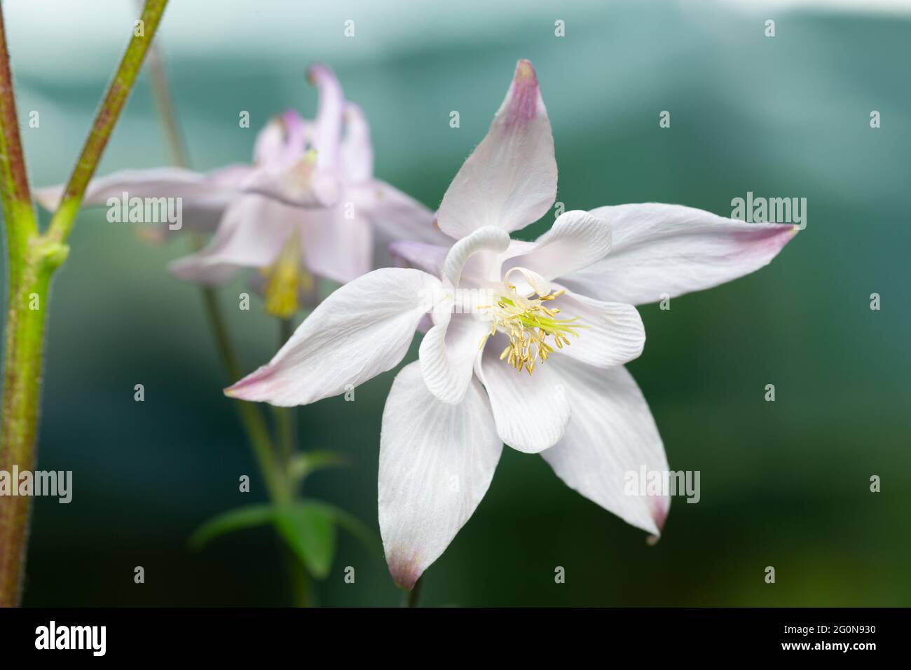 Columbine Flowers / Aquilegia sp. Stockfoto