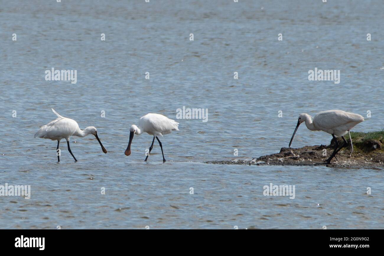 Silverdale, Carnforth, Lancashire, Großbritannien. Juni 2021. Löffler im Leighton Moss Nature Reserve von RSPB, Silverdale, Carnforth, Lancashire, Großbritannien. Löffelvögel haben eine globale Verbreitung, die auf jedem Kontinent außer der Antarktis zu finden ist. Quelle: John Eveson/Alamy Live News Stockfoto