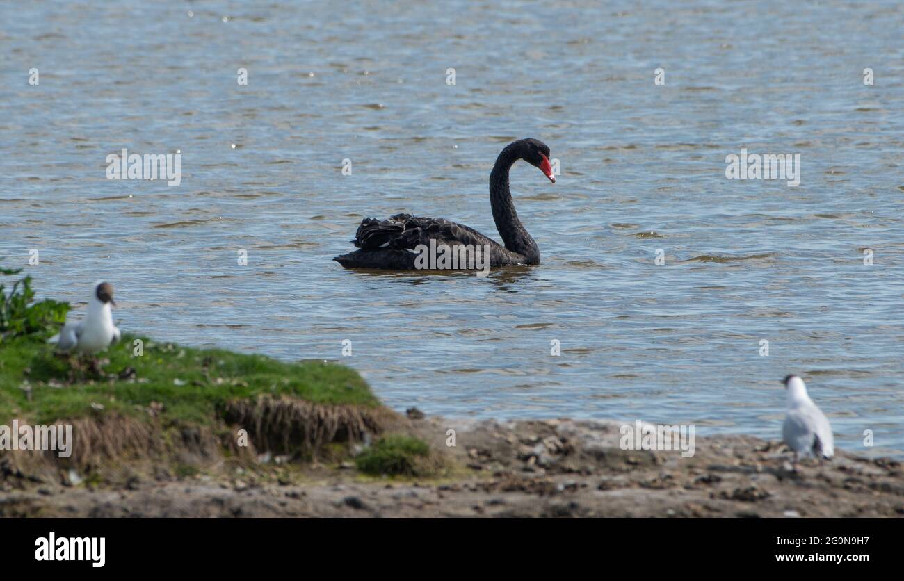 Silverdale, Carnforth, Lancashire, Großbritannien. Juni 2021. Ein schwarzer Schwan im Leighton Moss Nature Reserve von RSPB, Silverdale, Carnforth, Lancashire, Großbritannien. Es ist ein gebürtiger Australier, aber einige dieser Vögel leben jetzt in freier Wildbahn in Großbritannien. Quelle: John Eveson/Alamy Live News Stockfoto