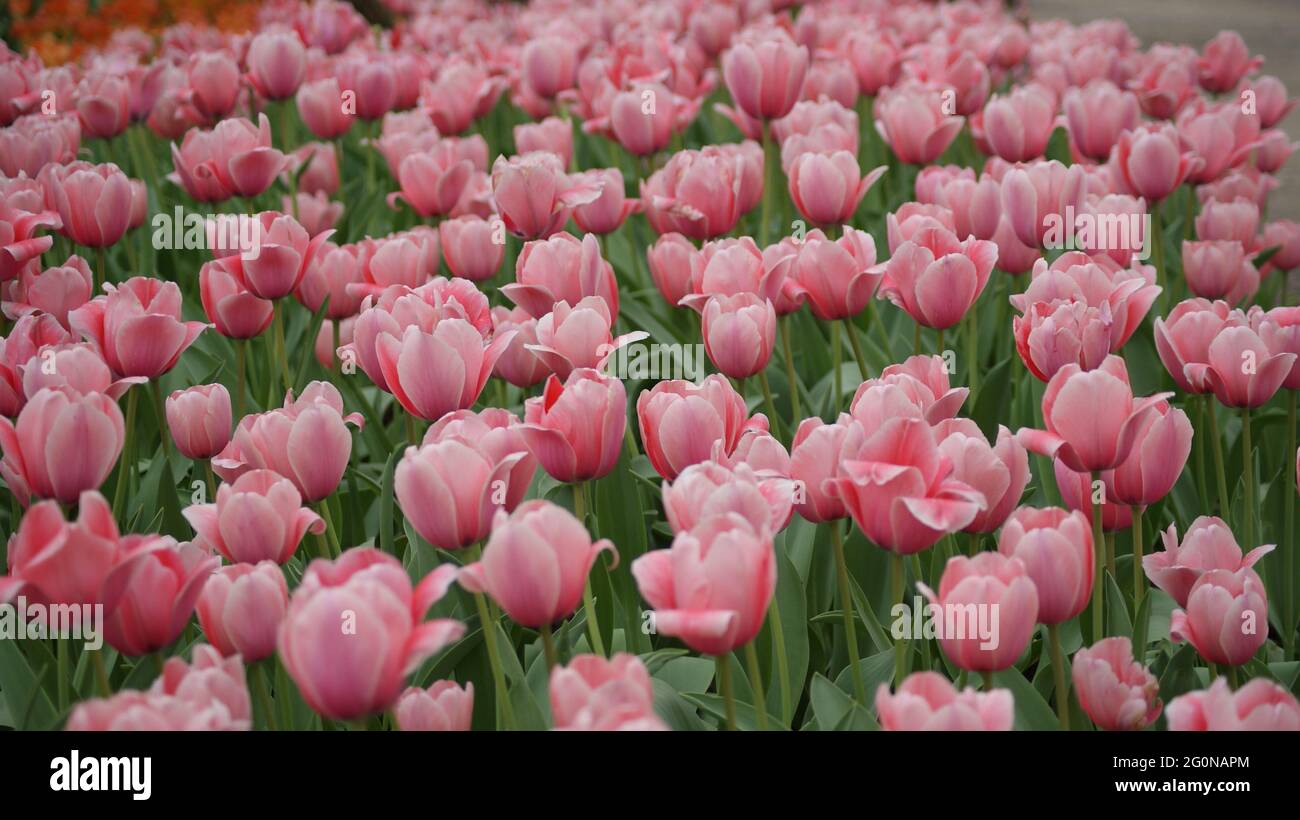 Panoramablick auf den wunderschönen Pink Tulip Garten Stockfoto