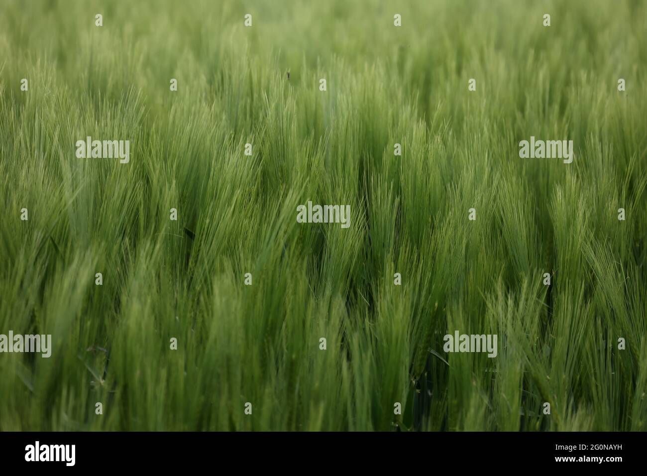 Grüne Winterpflanzen wachsen auf dem Feld. Stockfoto