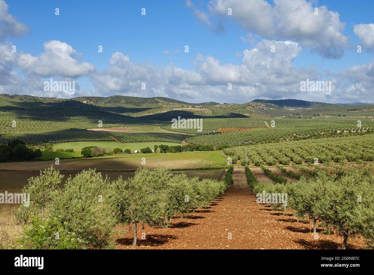 Blick auf große landwirtschaftliche Flächen von Olivenbäumen in der andalusischen Landschaft (Spanien) Stockfoto