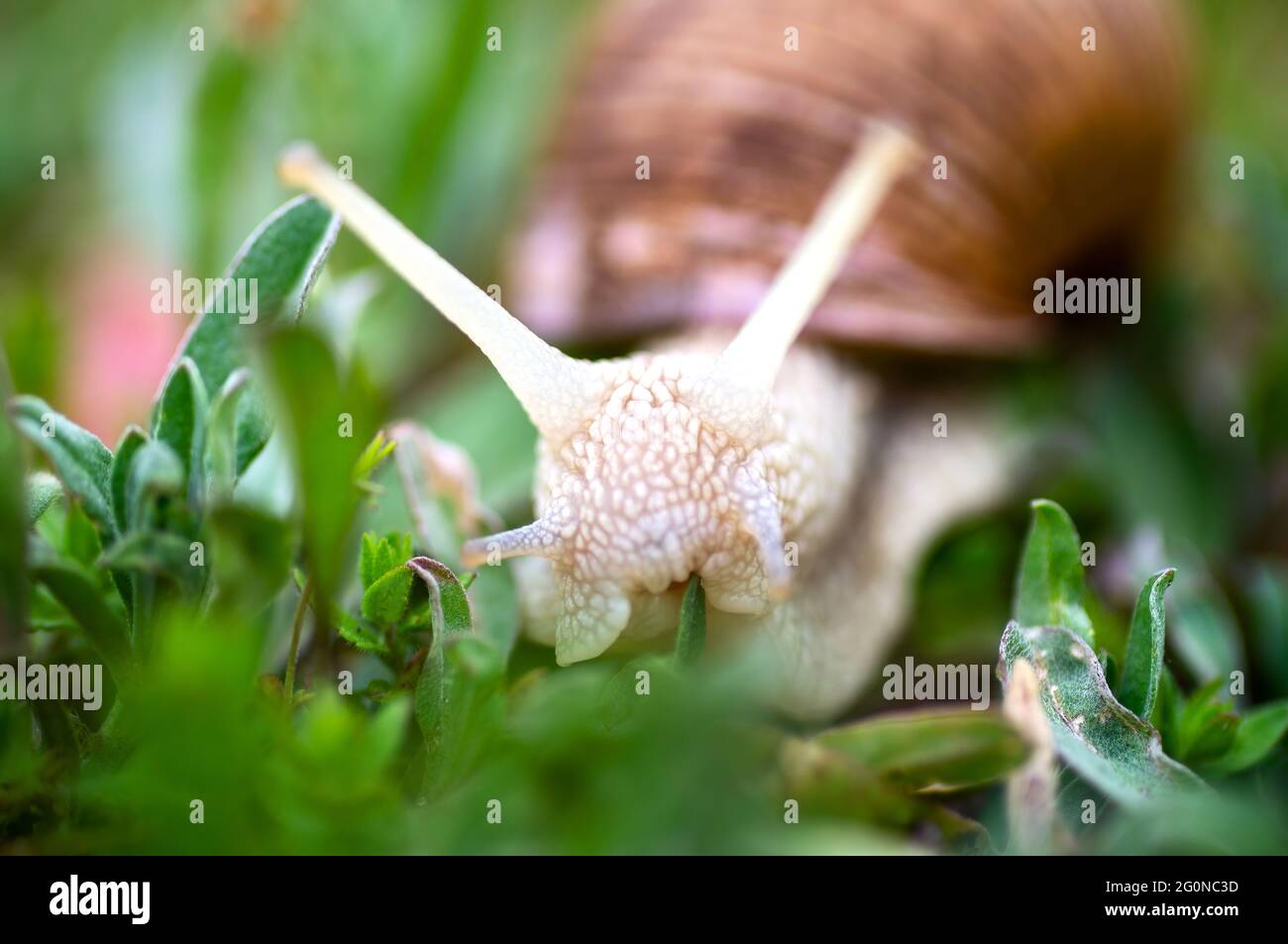 Garten, Traubenschnecke frisst Gras (Cepaea hortensis, Helix pomatia, Burgunder Schnecke, essbare Schnecke), Schnecken. Lebensraum. Nahaufnahme. Makro Stockfoto