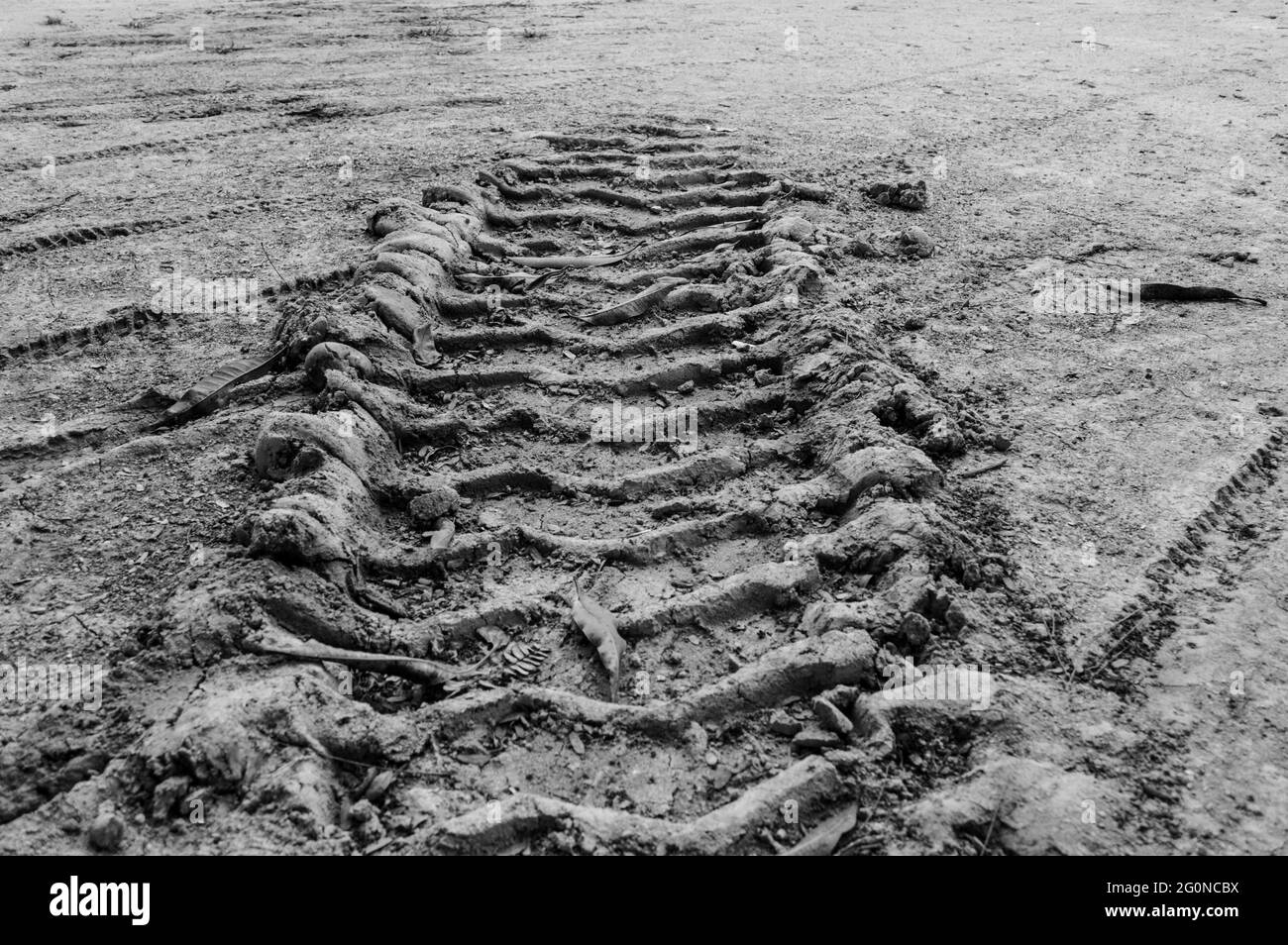 Nahaufnahme der Radspuren auf dem Boden Stockfoto