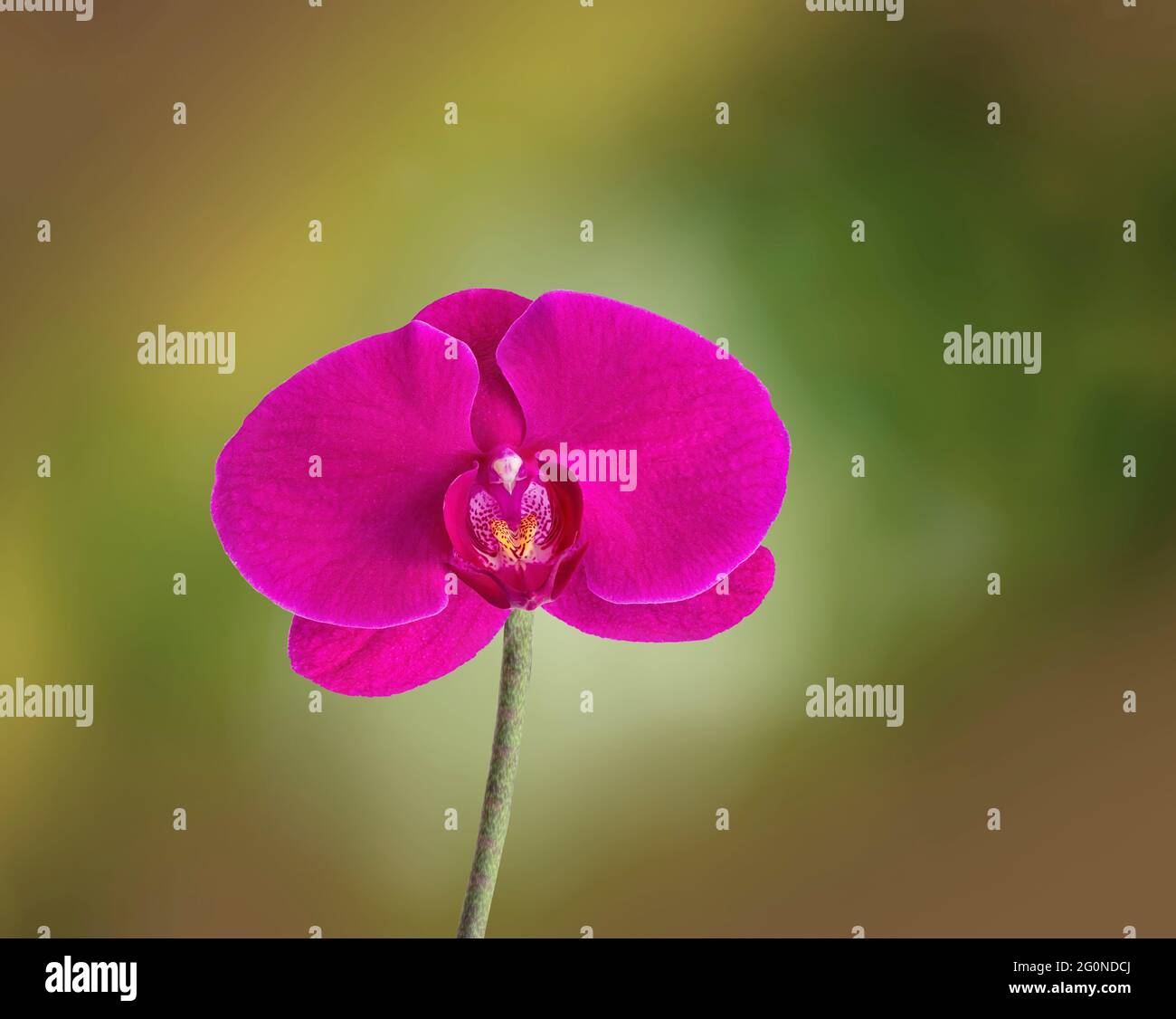 Eine purpurne Orchideenblume, Orchidaceae, Phalaenopsis oder falah oder Schmetterlingsorchidee, isoliert auf einem weiß verschwommenen grünen Hintergrund. Speicherplatz kopieren. Stockfoto