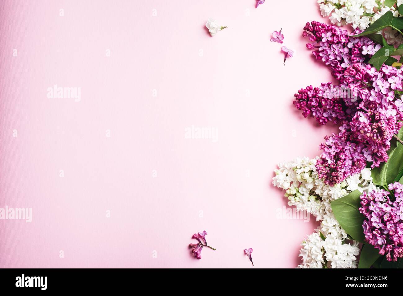 Lila und weiße Flieder auf einem rosa Hintergrund. Stockfoto