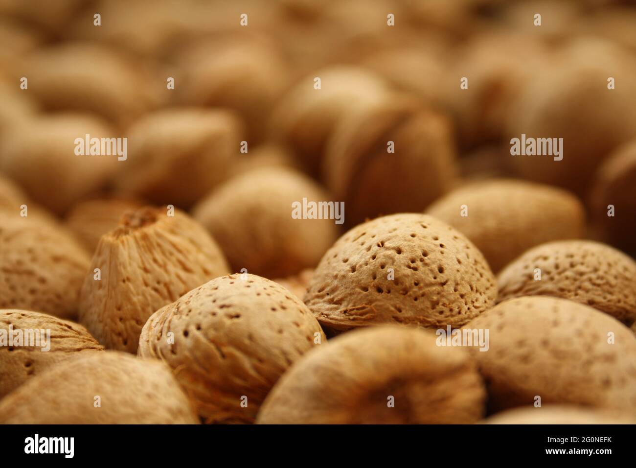 Viele geschälte Mandeln vom Baum gepflückt und zum Trocknen ausgebreitet, bereit zum Spalten und Nougat oder andere Mandelnahrungsmittel zu machen Stockfoto