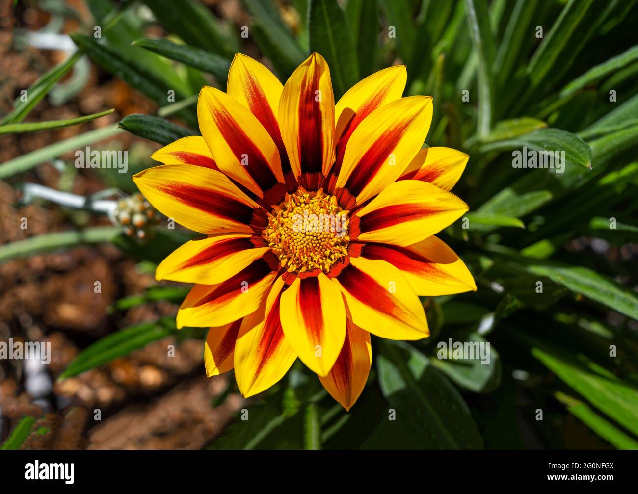 Gelbe Blume mit braunen orangen Streifen. Gazania oder Schatzblume in voller Blüte, Gazania rigens (aka: Gazania splendens) Stockfoto