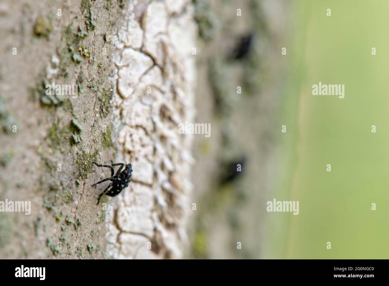 GEFLECKTE LANTERNFLY (LYCORMA DELICATULA) NYMPHEN SCHLÜPFTEN IM SPÄTEN FRÜHJAHR IN PENNSYLVANIA AUS DER EIMASSE Stockfoto