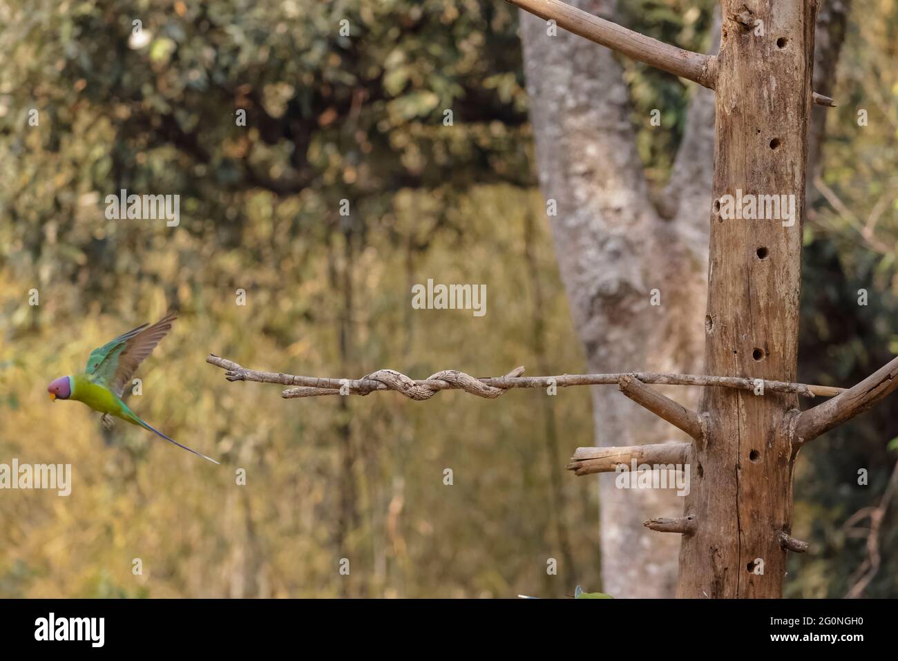 Graukopfsittich (Psittacula finschii) Vogel im Wald von Sattal, Uttarakhand. Stockfoto