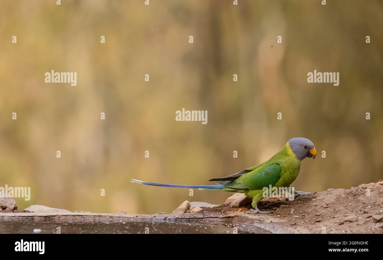 Graukopfsittich (Psittacula finschii) Vogel im Wald von Sattal, Uttarakhand. Stockfoto