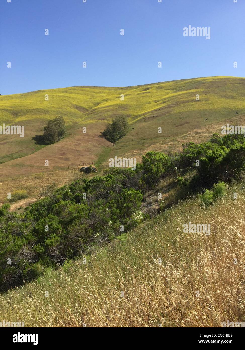 Sanfte Hügel Weide mit Senf vertikal Stockfoto