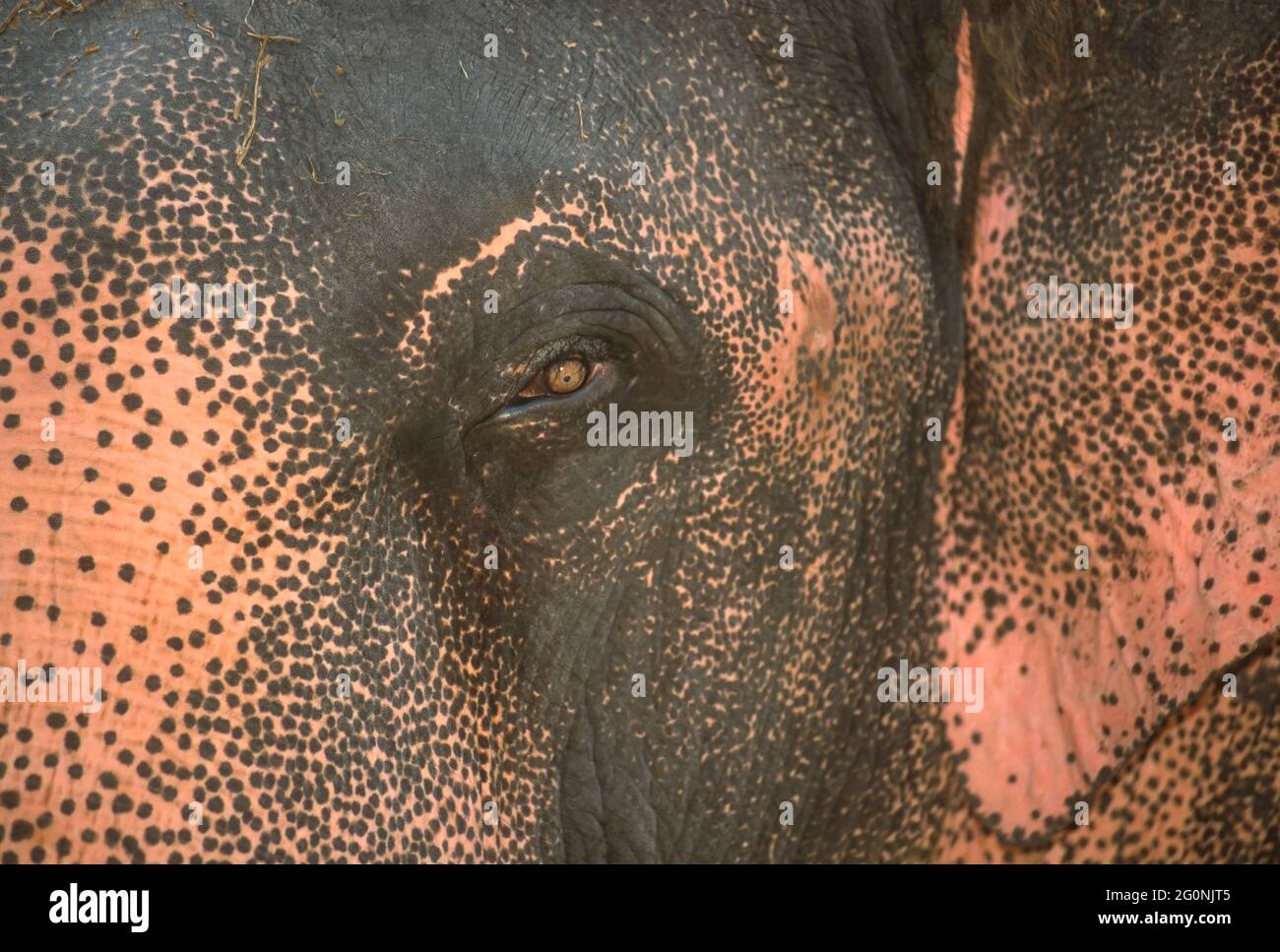GURUVAYER, KERALA, INDIEN - Nahaufnahme des asiatischen Elefantenauges, im Elefantenschutzgebiet in Guruvayer, Thrissur District. Stockfoto
