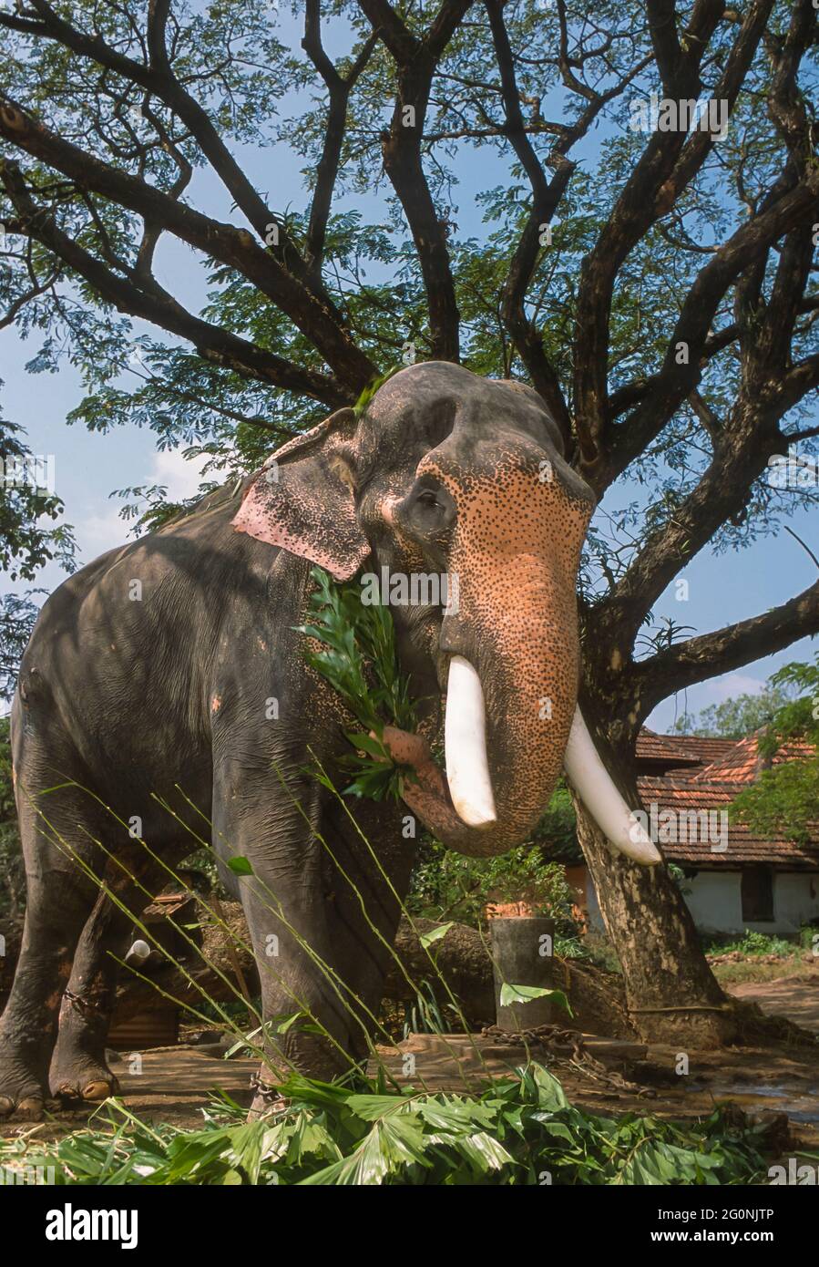 GURUVAYER, KERALA, INDIEN - asiatischer Elefant im Elefantenschutzgebiet in Guruvayer, Thrissur District. Stockfoto