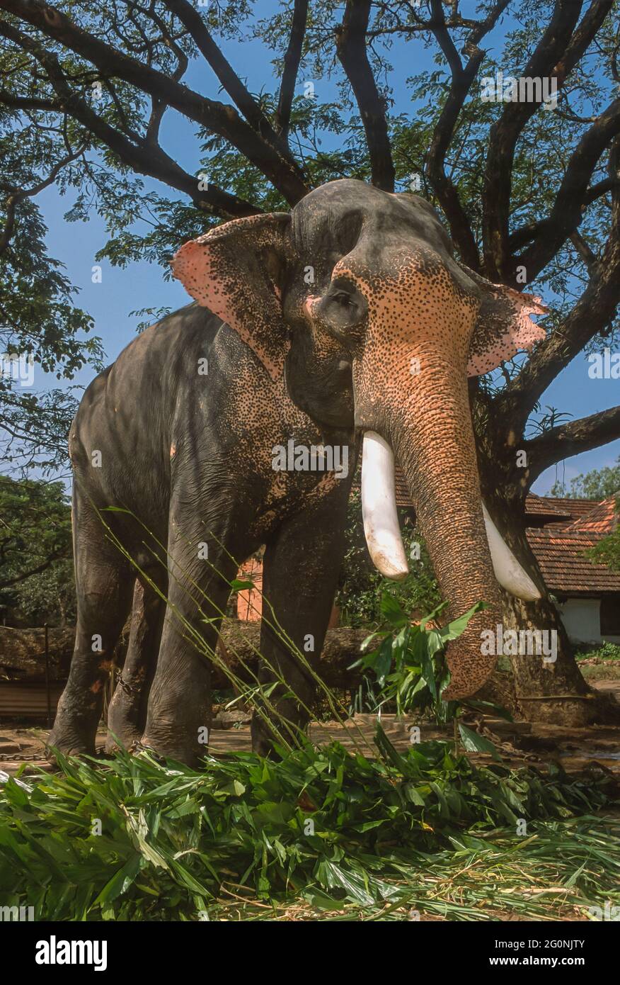 GURUVAYER, KERALA, INDIEN - asiatischer Elefant im Elefantenschutzgebiet in Guruvayer, Thrissur District. Stockfoto