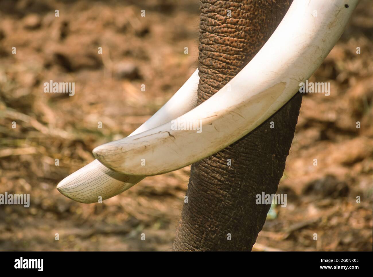 GURUVAYER, KERALA, INDIEN - Asiatische Elefantenzähne, im Elefantenschutzgebiet in Guruvayer, Thrissur District. Stockfoto