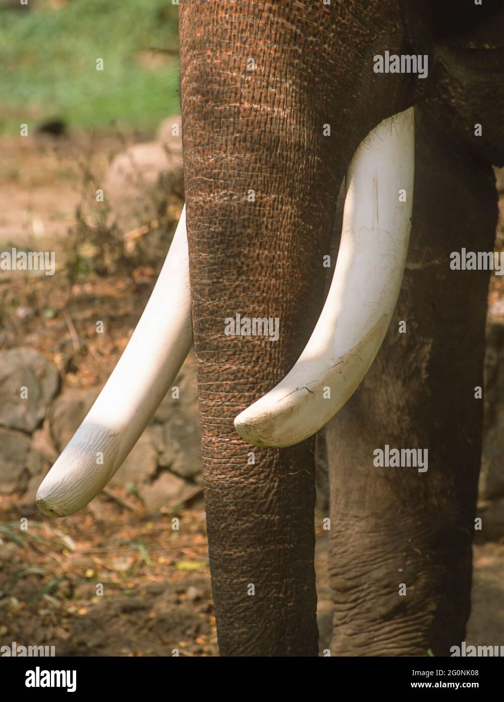 GURUVAYER, KERALA, INDIEN - Asiatische Elefantenzähne, im Elefantenschutzgebiet in Guruvayer, Thrissur District. Stockfoto