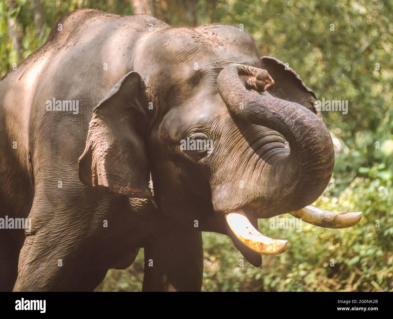 GURUVAYER, KERALA, INDIEN - asiatischer Elefant im Elefantenschutzgebiet in Guruvayer, Thrissur District. Stockfoto