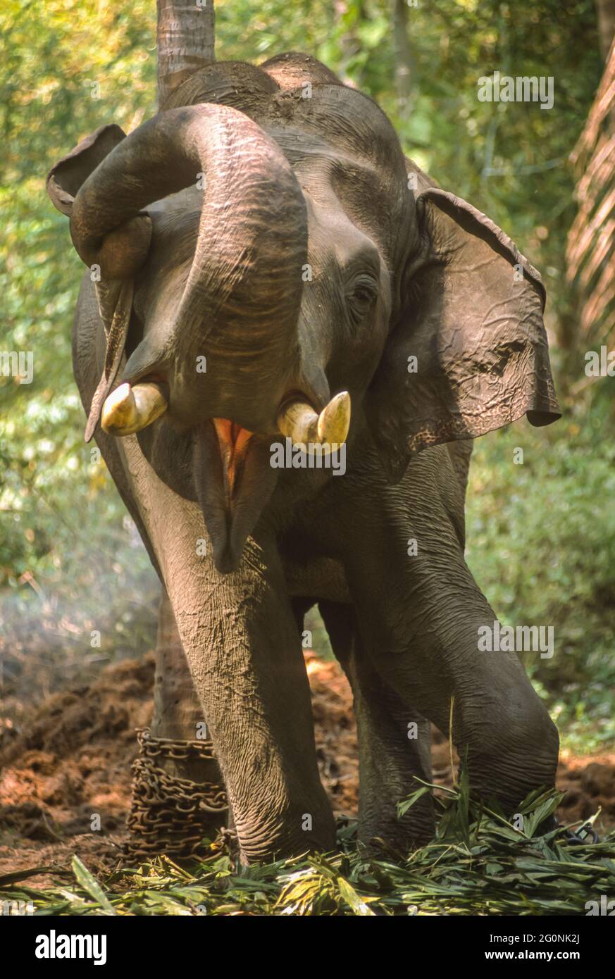 GURUVAYER, KERALA, INDIEN - asiatischer Elefant im Elefantenschutzgebiet in Guruvayer, Thrissur District. Stockfoto