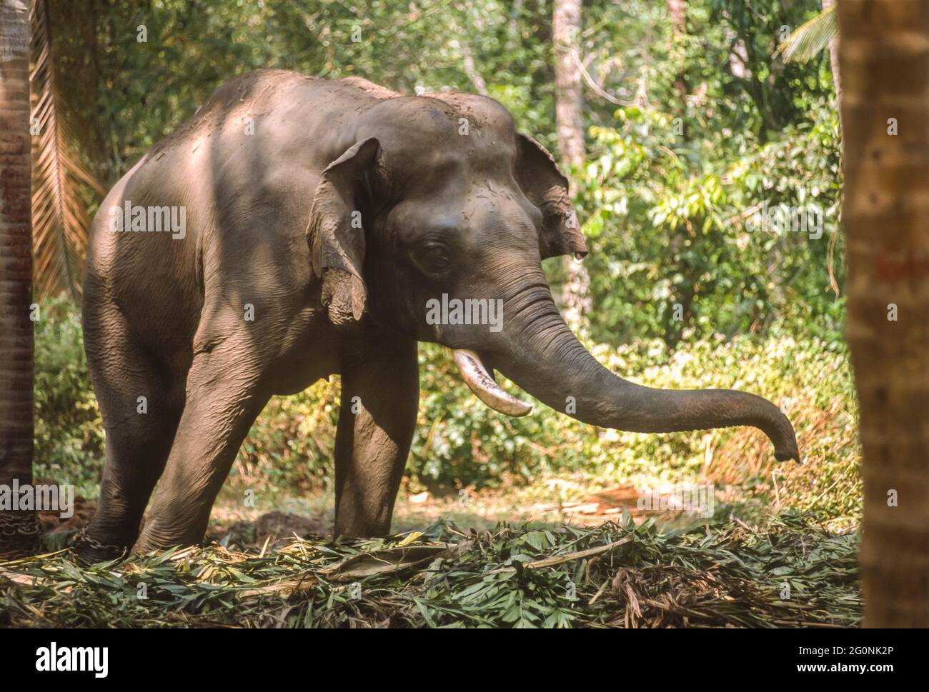 GURUVAYER, KERALA, INDIEN - Asian Elephant dehnt Rüssel am Elefantenschutzgebiet in Guruvayer, Thrissur District aus. Stockfoto