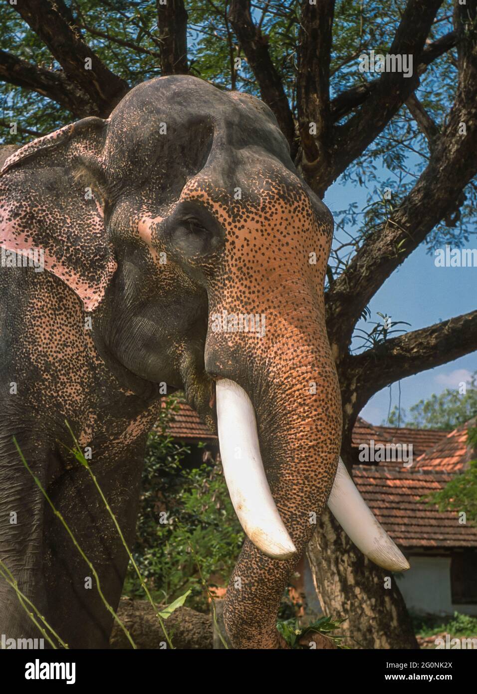 GURUVAYER, KERALA, INDIEN - asiatischer Elefant mit Stoßzähnen am Elefantenschutzgebiet in Guruvayer, Thrissur District. Stockfoto