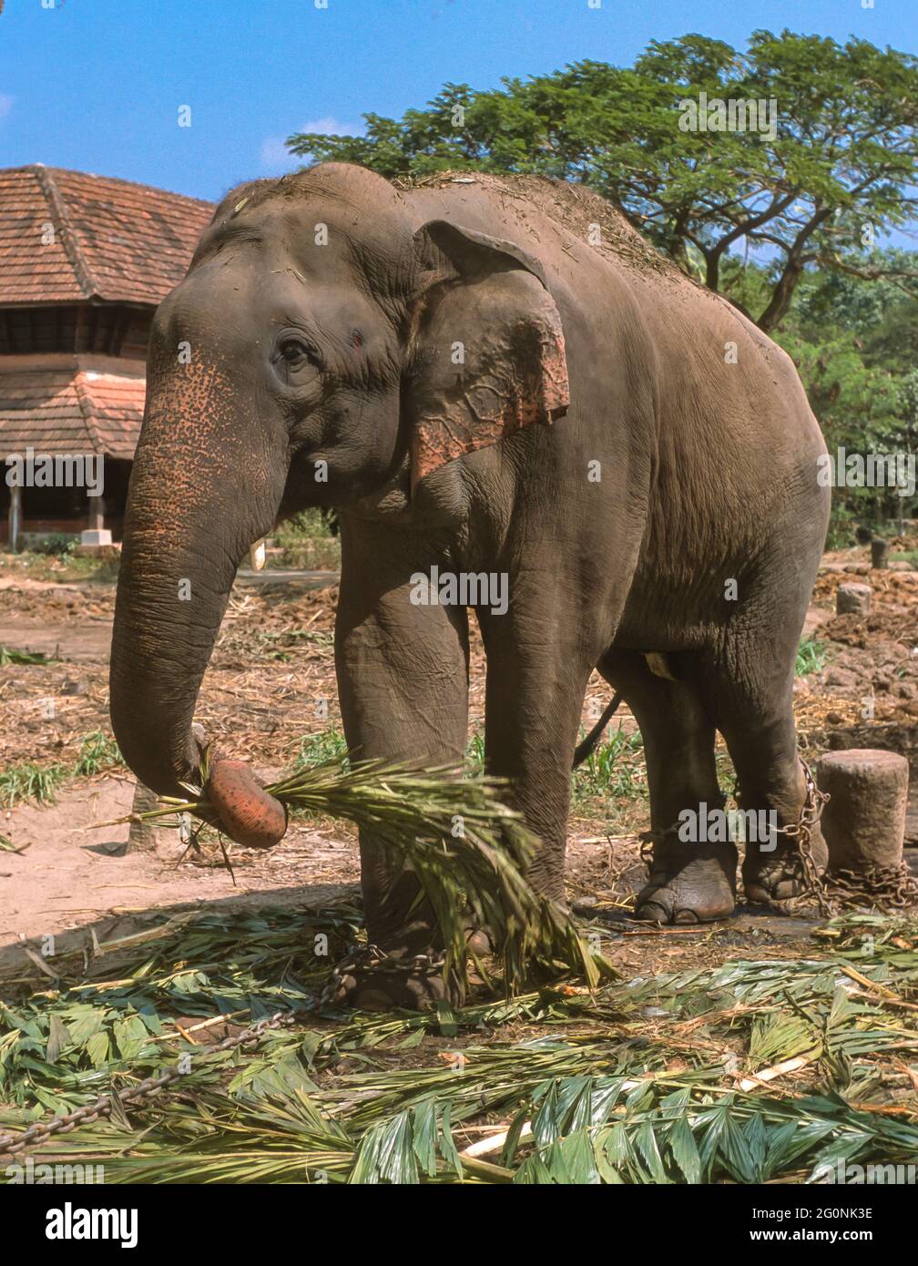 GURUVAYER, KERALA, INDIEN - Gefangener asiatischer Elefant im Elefantenschutzgebiet in Guruvayer, Thrissur District. Stockfoto