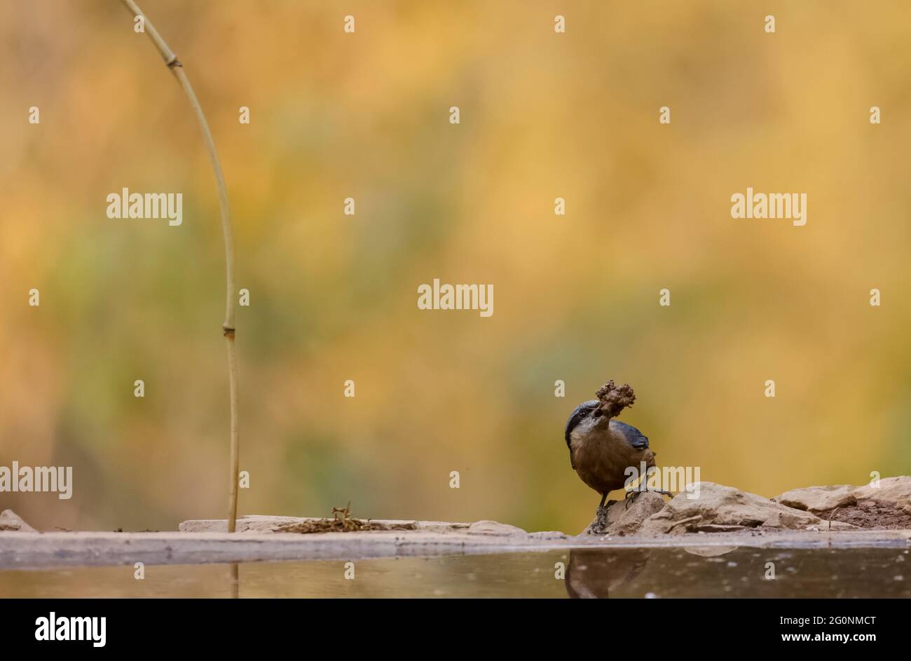 Kastanienbauchnatter (Sitta cinnamoventris) Vogel mit Futter auf Schnabel in der Nähe des Wasserkörpers im Wald. Stockfoto